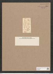 Navicula dissimilis Rabh. (de-Toni-Nr.: Genus 1, Species 245) Zeichnungen Sammlung Grunow Nr. 584 (NHMW-BOT-W0366942)
